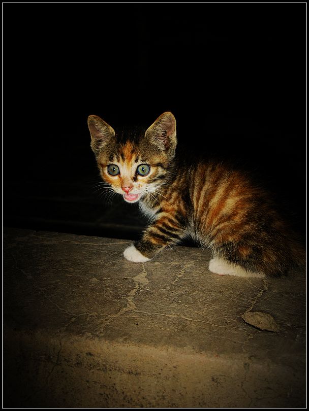 小猫 摄影 毛毛虫的眼泪