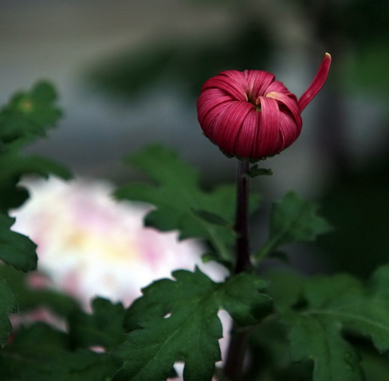 菊2 摄影 麦子1018