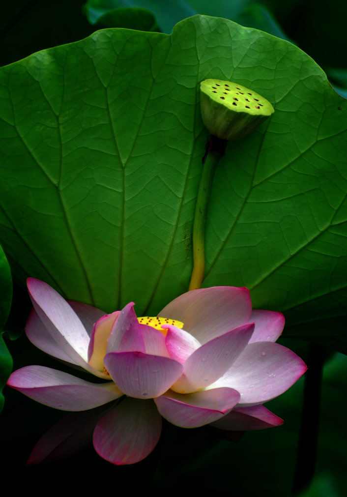 花与果实 摄影 犇走天下