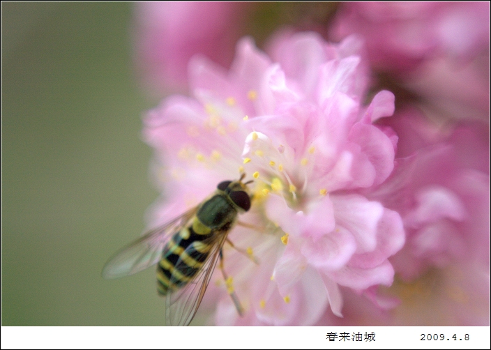 油城新春 摄影 金木杨