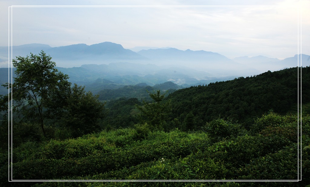 蒙顶山。茶园 摄影 三十儿立