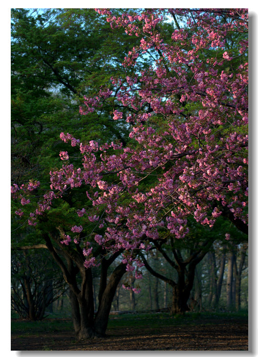 春天的花朵 摄影 九色之图