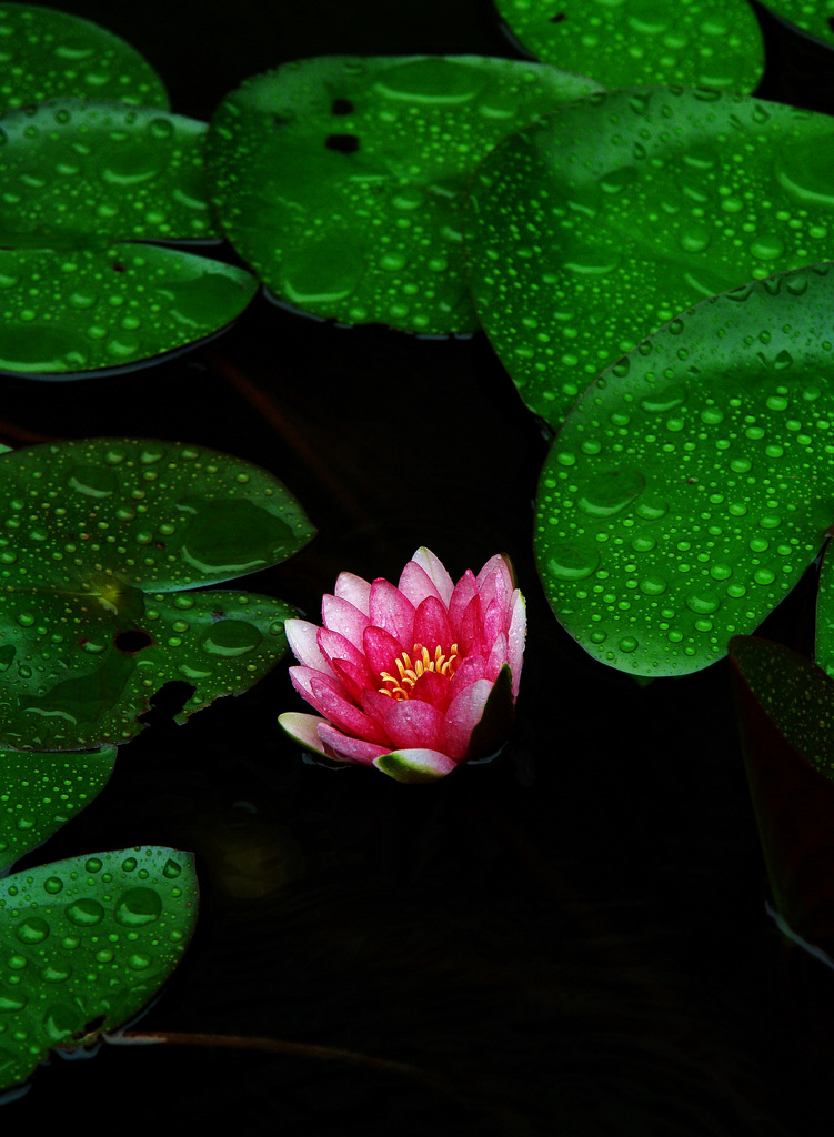 雨中拍莲莲更艳 摄影 艾舍