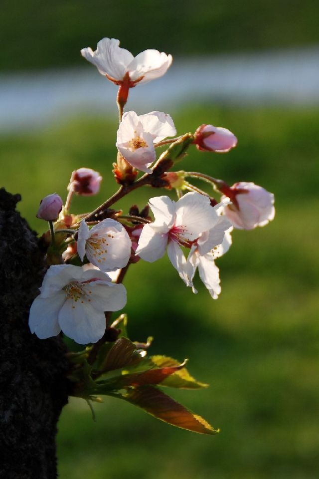 日本樱花 摄影 闲暇