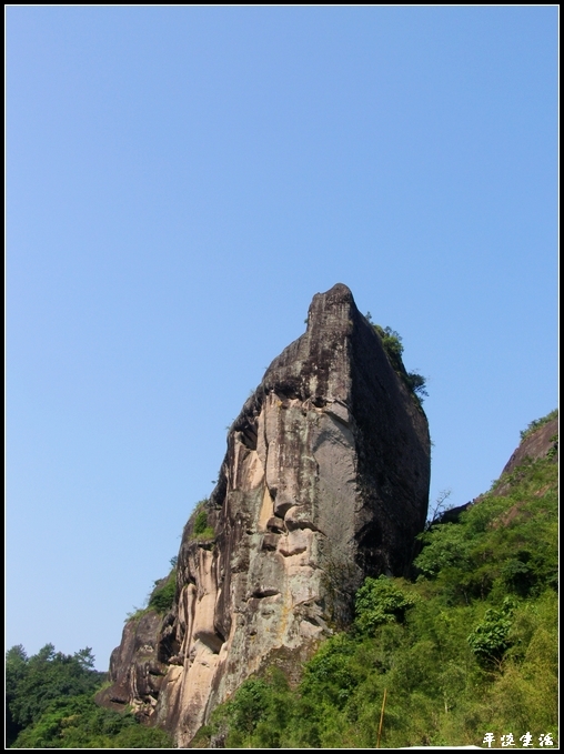 一枝独秀 摄影 平淡-生活