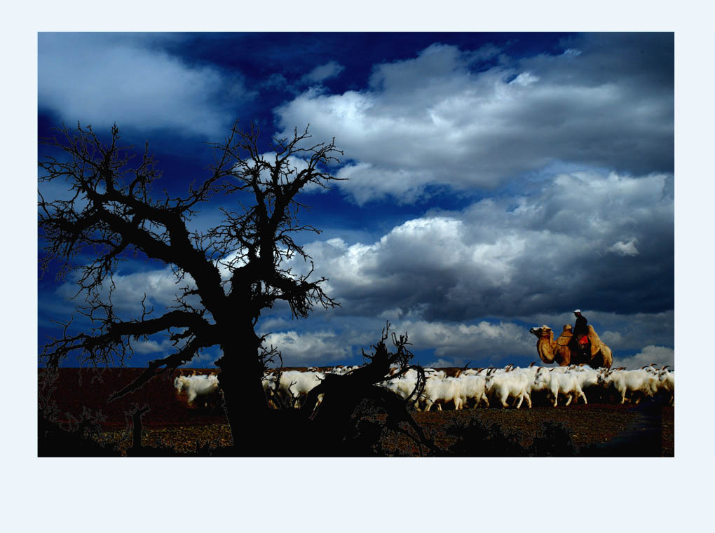 高原牧羊 摄影 紫风1022