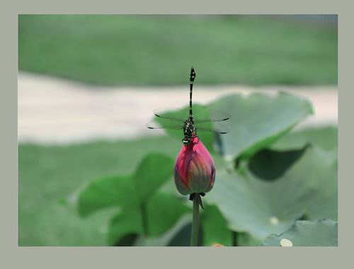 蜻蜓立足花 摄影 l岚兰