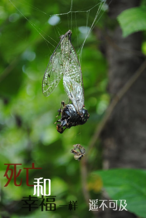 蝉 摄影 秋V雨