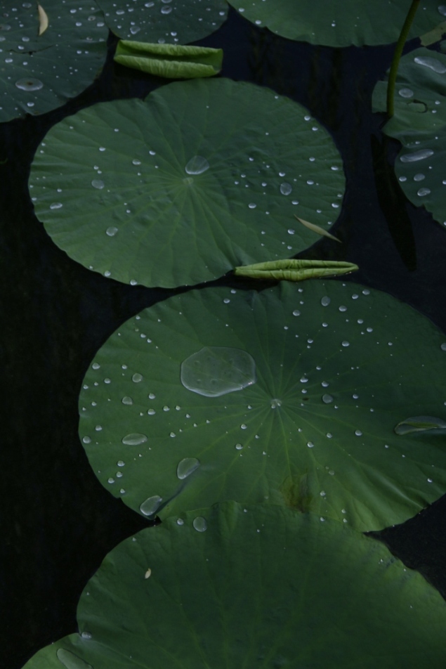 雨后 摄影 新厨师