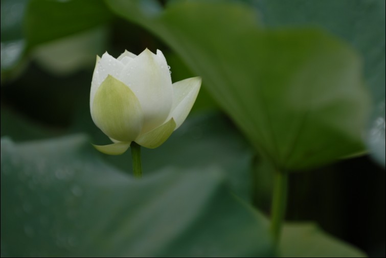 荷花 摄影 恒然