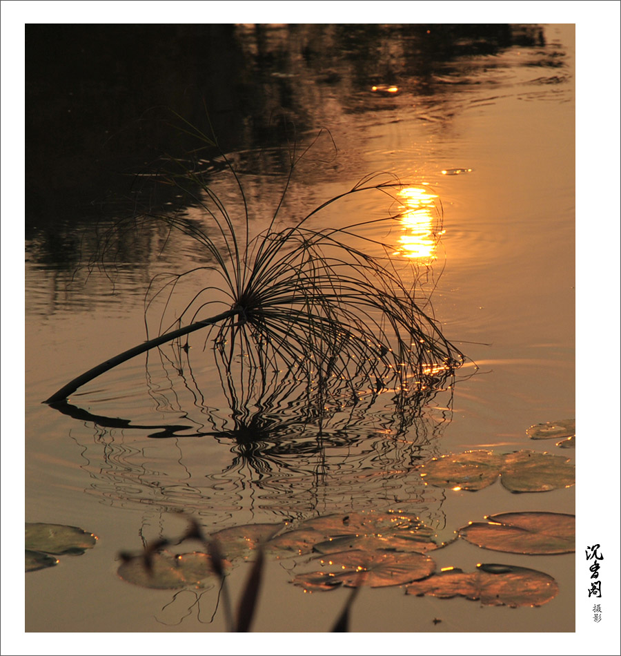 温馨从容夕阳红 摄影 沉香阁