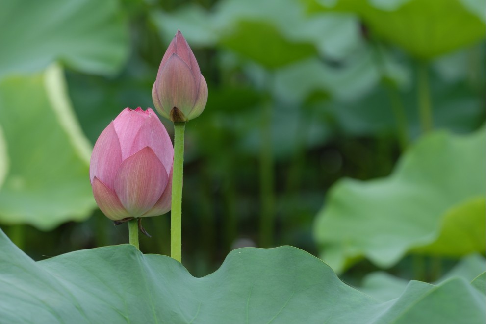 小荷 摄影 恒然