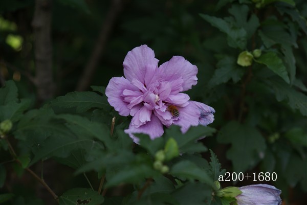 木槿花 摄影 走哪拍那