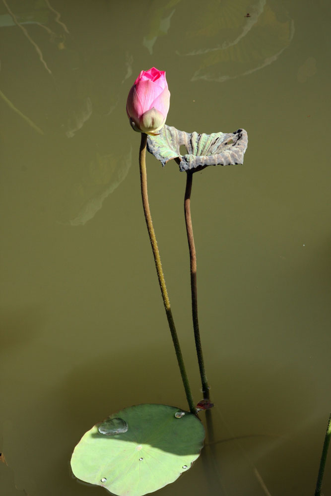 荷花 摄影 老二房