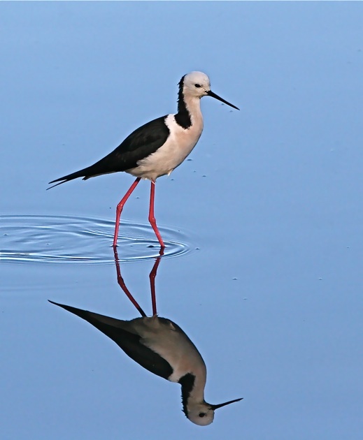 Black-winged Stilt 摄影 南归二怪