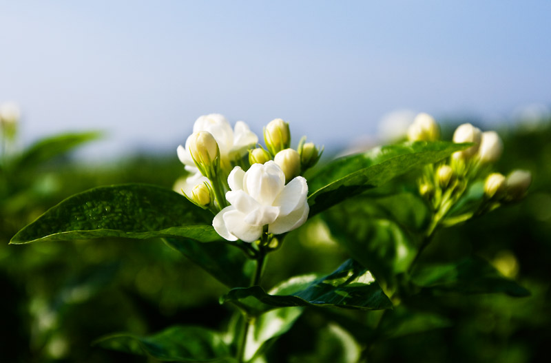 好一朵美丽的茉莉花2 摄影 hjh88999