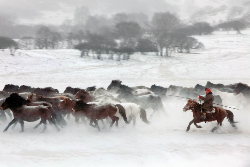 风雪牧马图 摄影 闽山茶客