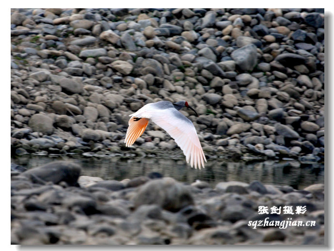 朱鹮 风采（五） 摄影 大道一人