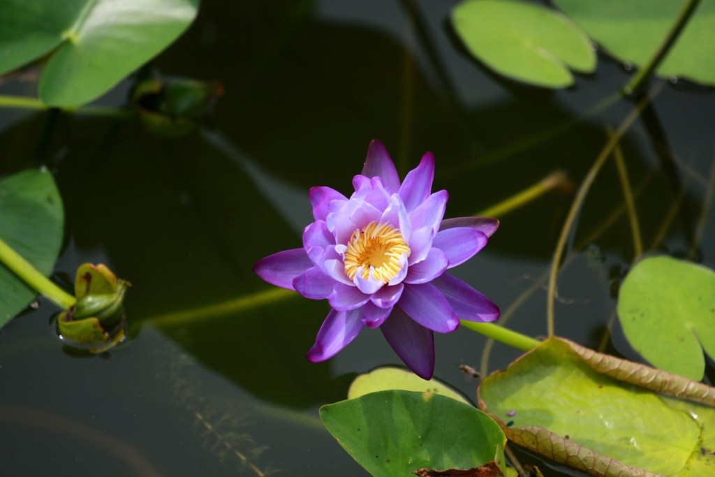 多彩莲花1 摄影 冬宝