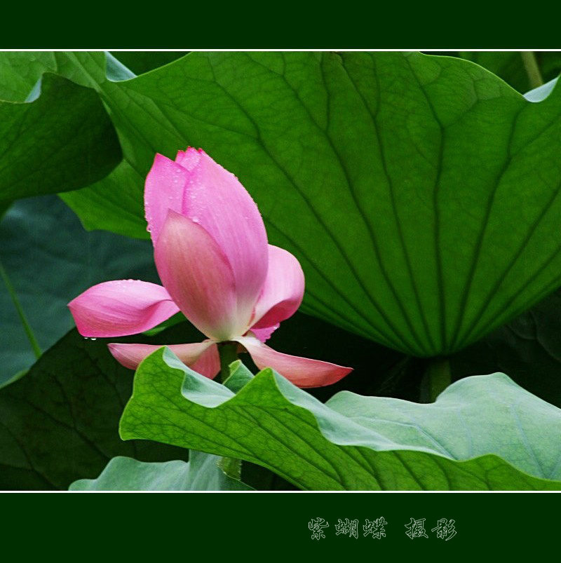 雨荷 摄影 紫蝴蝶