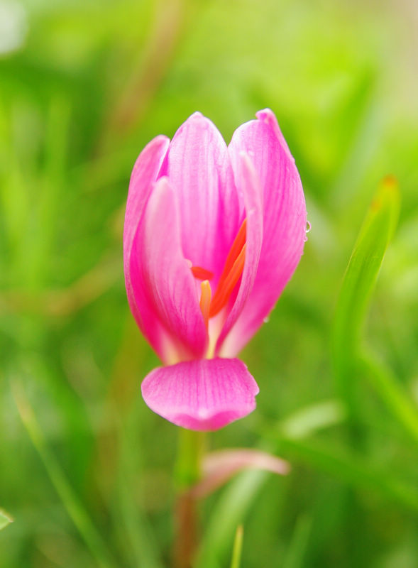 《 雨打的花蕾 》 摄影 埙与羌笛