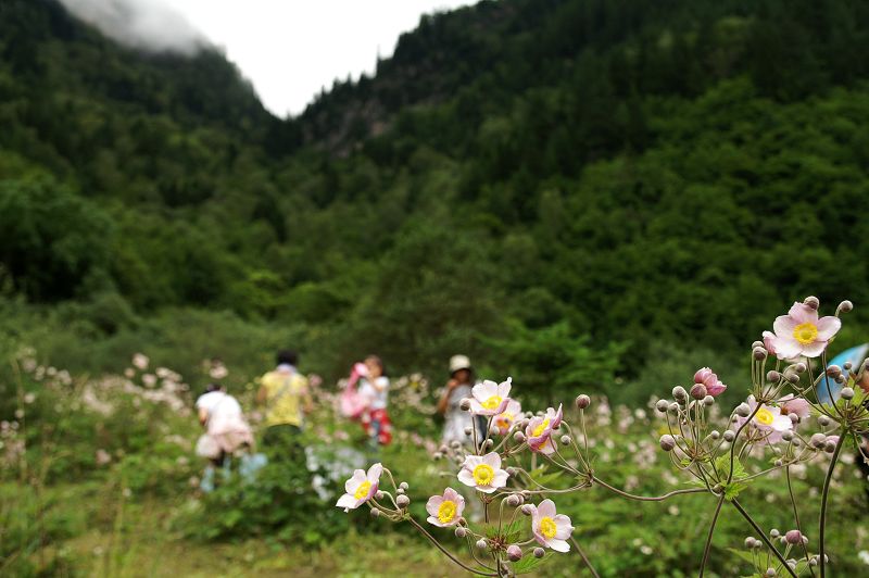 九寨五花海旁边的花丛 摄影 windyun