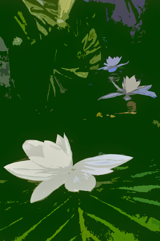 芙蓉出水 摄影 我是领导