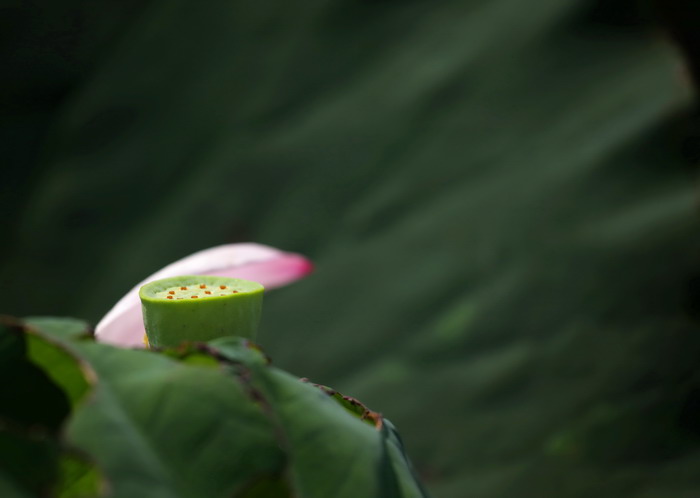 谢幕 摄影 王老黑