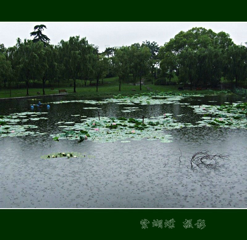 在雨中 摄影 紫蝴蝶