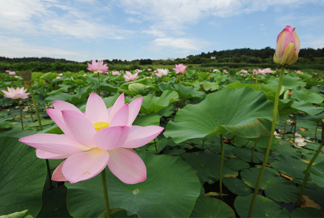 荷 摄影 金光勋