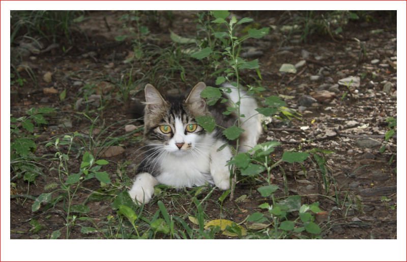 猫片系列1 摄影 雨林木风