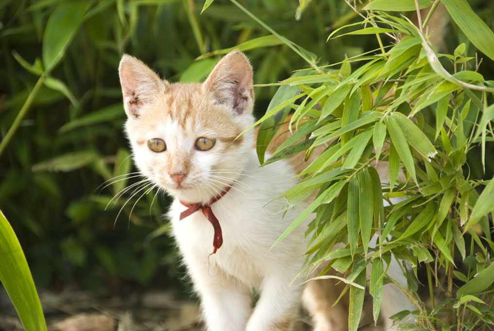 受惊的猫 摄影 明暗妙用