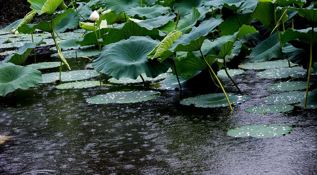 荷塘雨色 摄影 qdzp