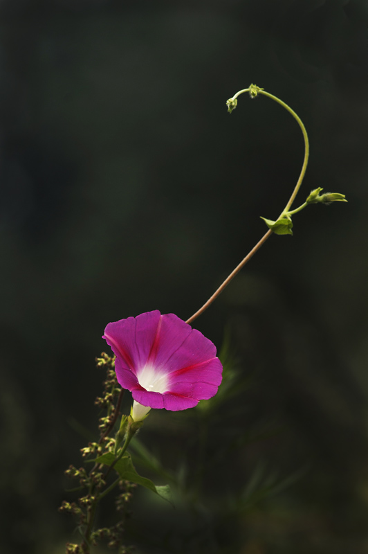 牵牛花-3 摄影 冷面摄手