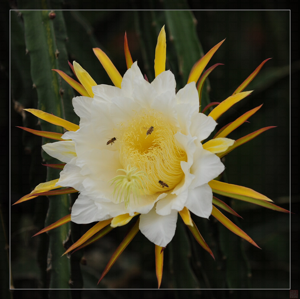 火龙花开 摄影 阳光先生