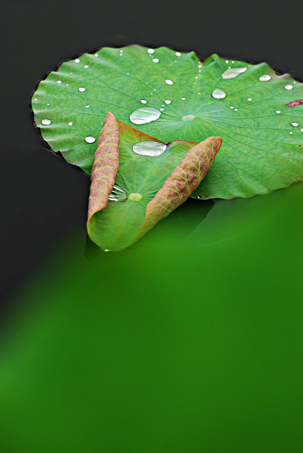 雨荷2 摄影 悠悠然