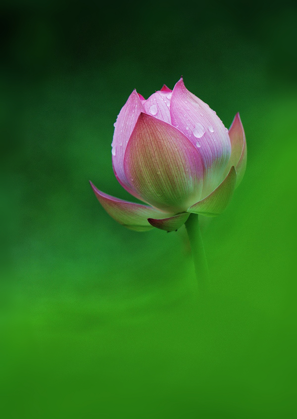 雨荷1 摄影 悠悠然