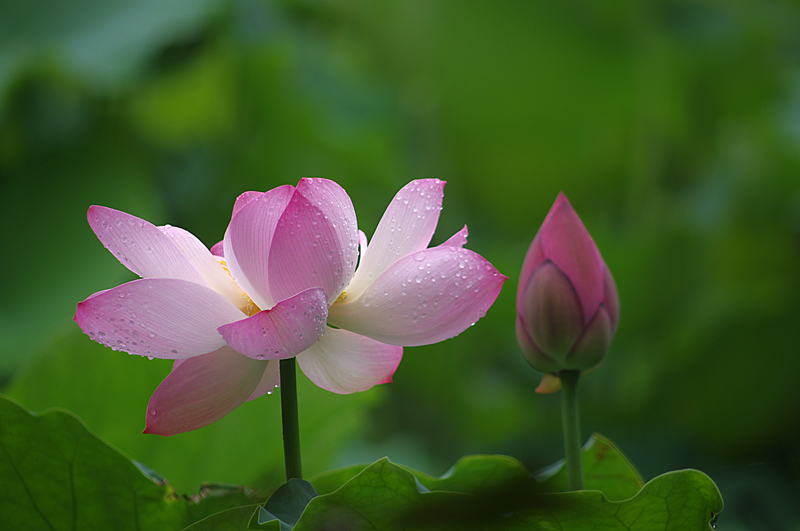 又见荷花（十五） 摄影 j-xiao