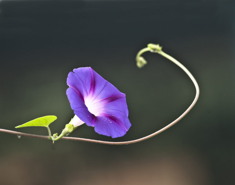 牵牛花-1 摄影 冷面摄手