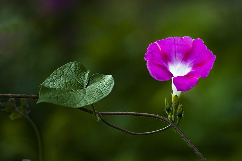 牵牛花 -5 摄影 冷面摄手