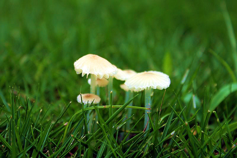 雨后的草地 摄影 老树新芽