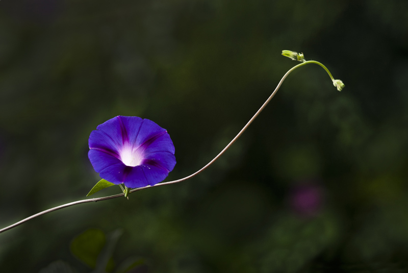 牵牛花-4 摄影 冷面摄手