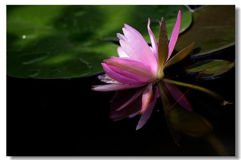 莲花(2010)二十 摄影 心有芊芊