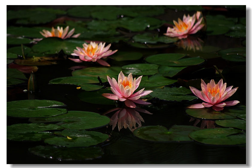 莲花(2010)十九 摄影 心有芊芊