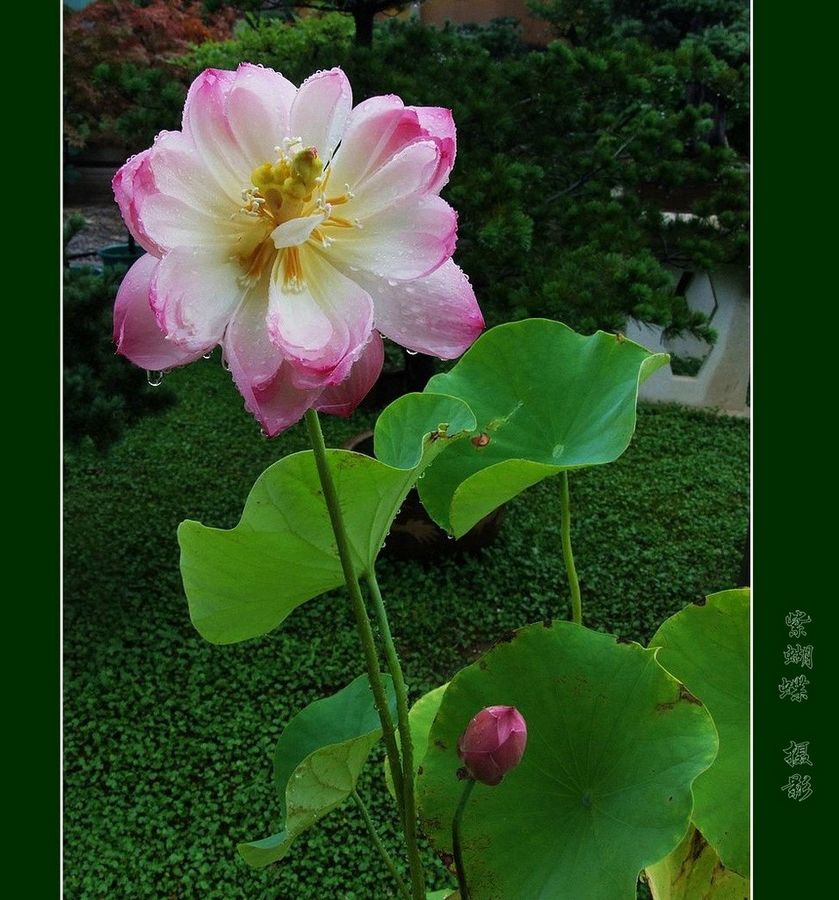 怀念雨荷 摄影 紫蝴蝶