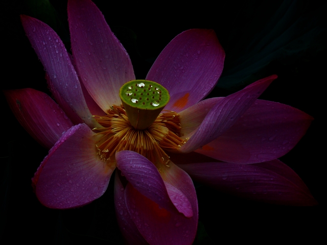 雨后荷花 摄影 yanxiaohua