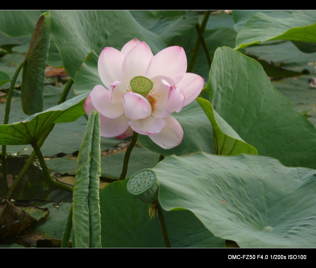 荷花 摄影 ssw