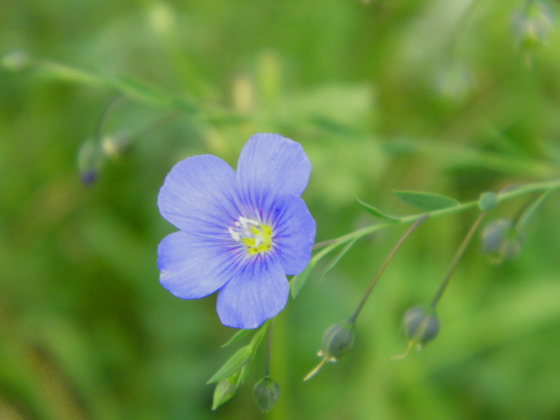 坝上一枝花 摄影 hedyphoto