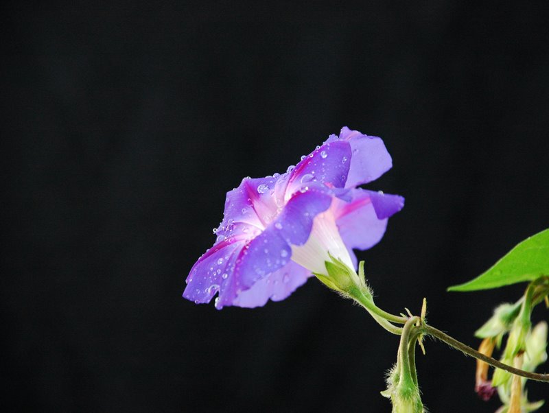 雨后的牵牛花 摄影 摄友001