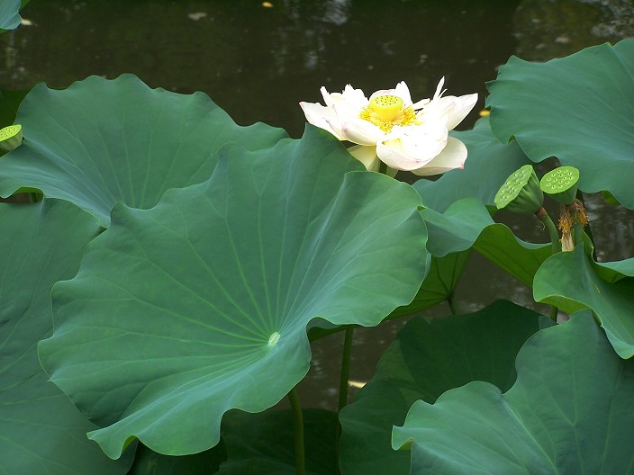 菏 摄影 老瞿